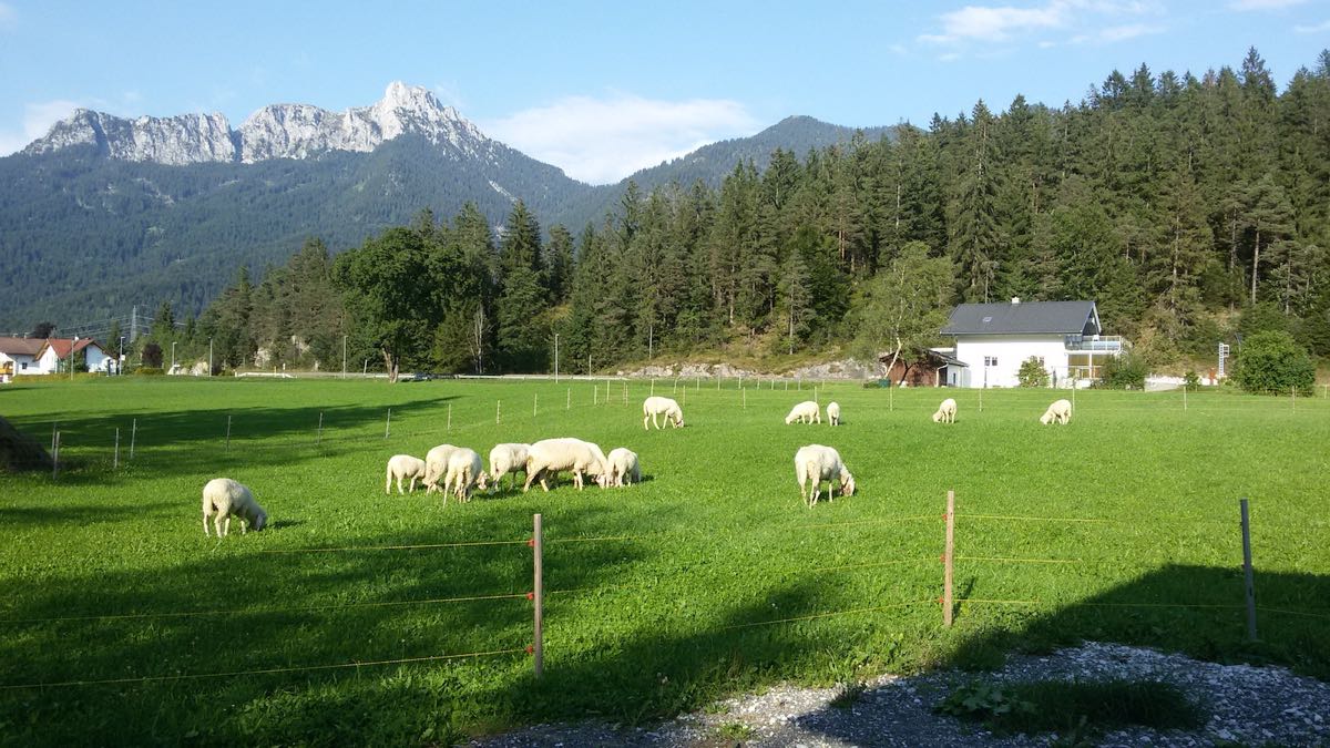 Schafe auf der Weide vor den Bergen – Ferienwohnung AlMa