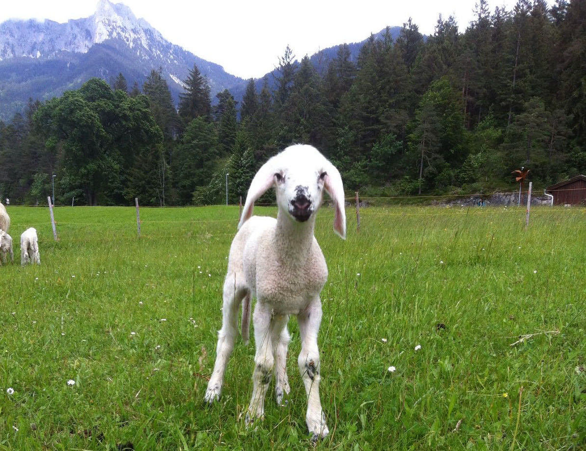 Neugieriges Lamm – Unsere kleine Farm
