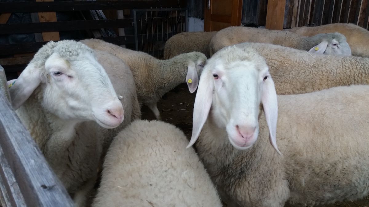Unsere Schafe – Unsere kleine Farm